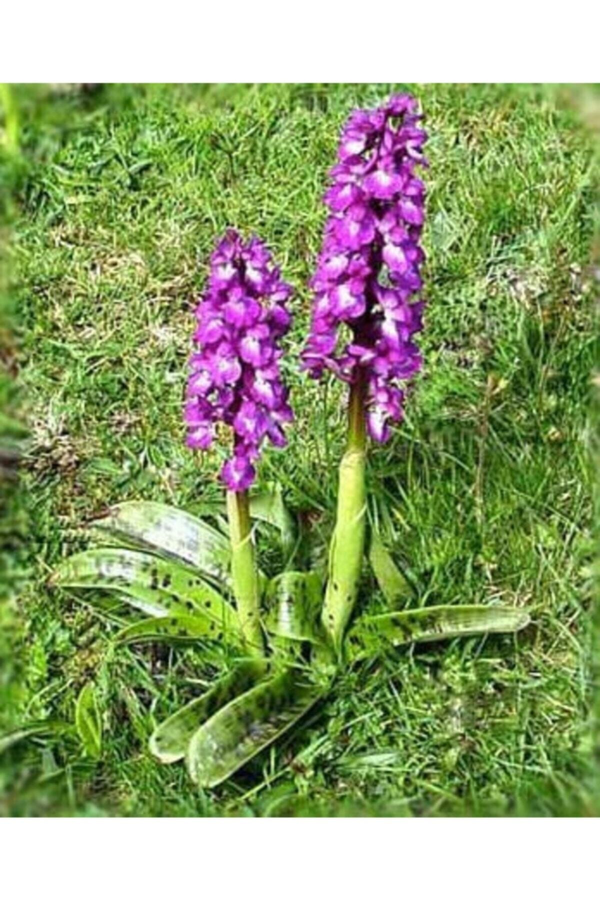 Salep Fidesi 50 Adet Orkide Sahlep Orchis Serapias