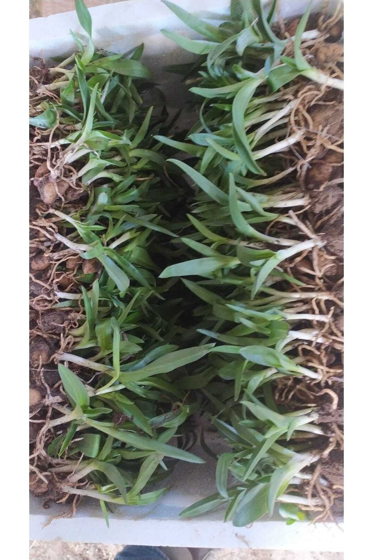 Erva Peysaj Salep Fidesi 50 Adet Serapies Arılı Kum Salep