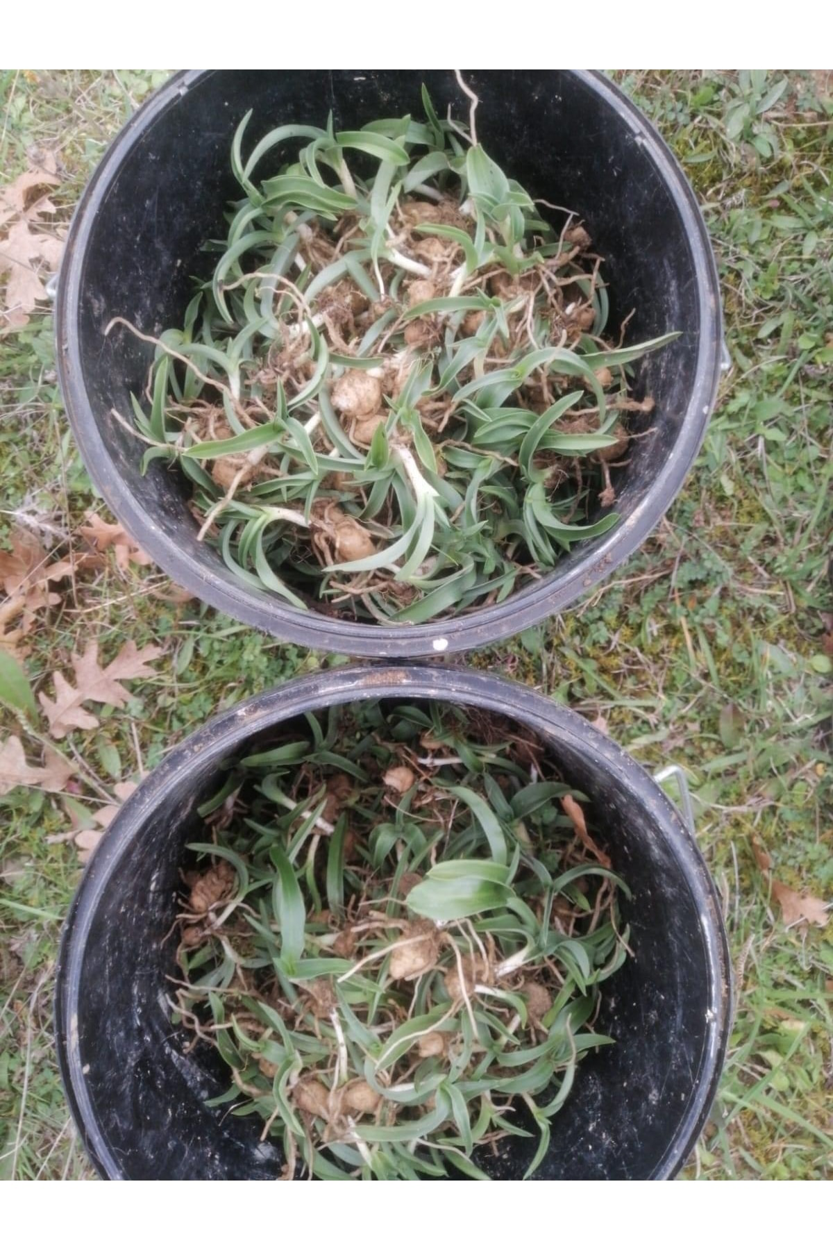 Salep Fidesi 50 Adet Buca