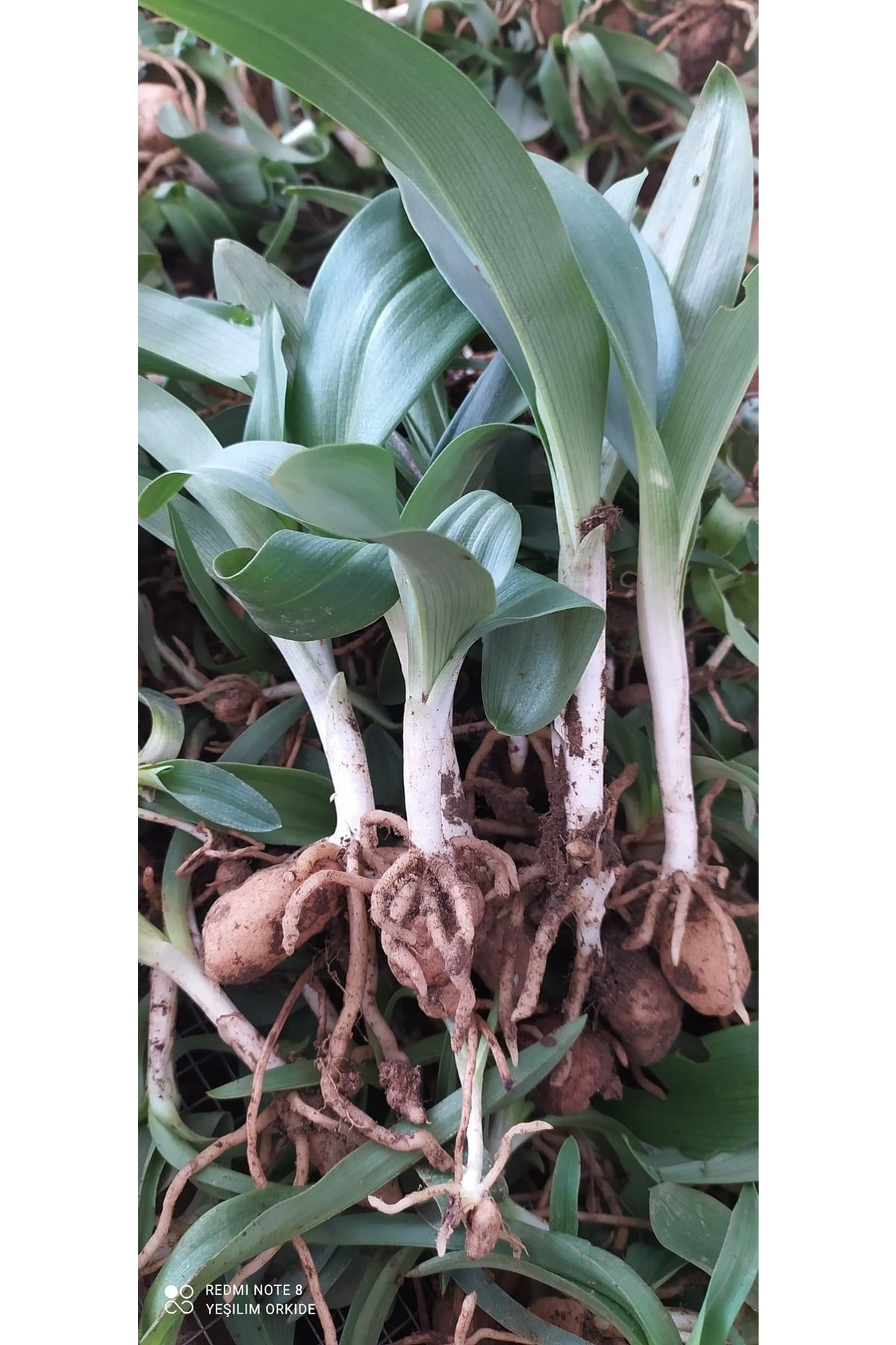 Salep Fidesi 50 Adet Buca