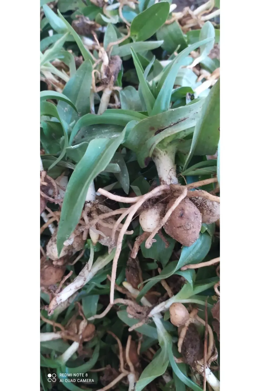 Salep Fidesi 55 Adet Orkide Orchis Serapias Şalep Sahlep