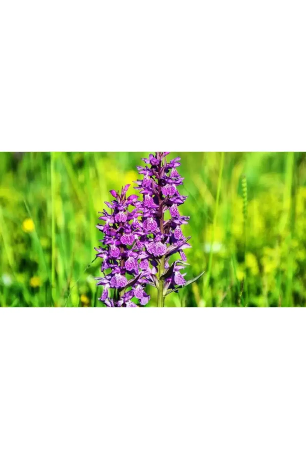 Salep Fidesi 55 Adet Orkide Orchis Serapias Şalep Sahlep