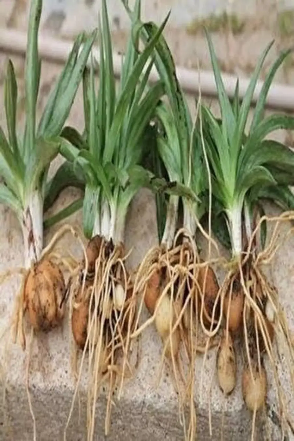 Salep Fidesi 55 Adet Orkide Orchis Serapias Şalep Sahlep