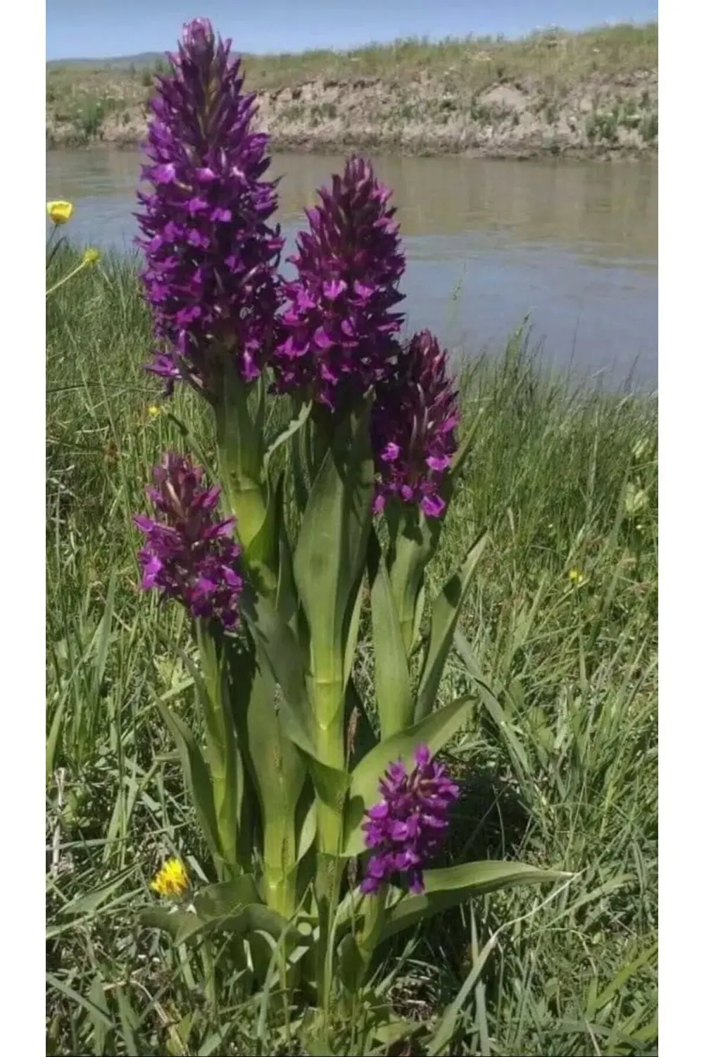 Salep Fidesi 55 Adet Orkide Orchis Serapias Şalep Sahlep
