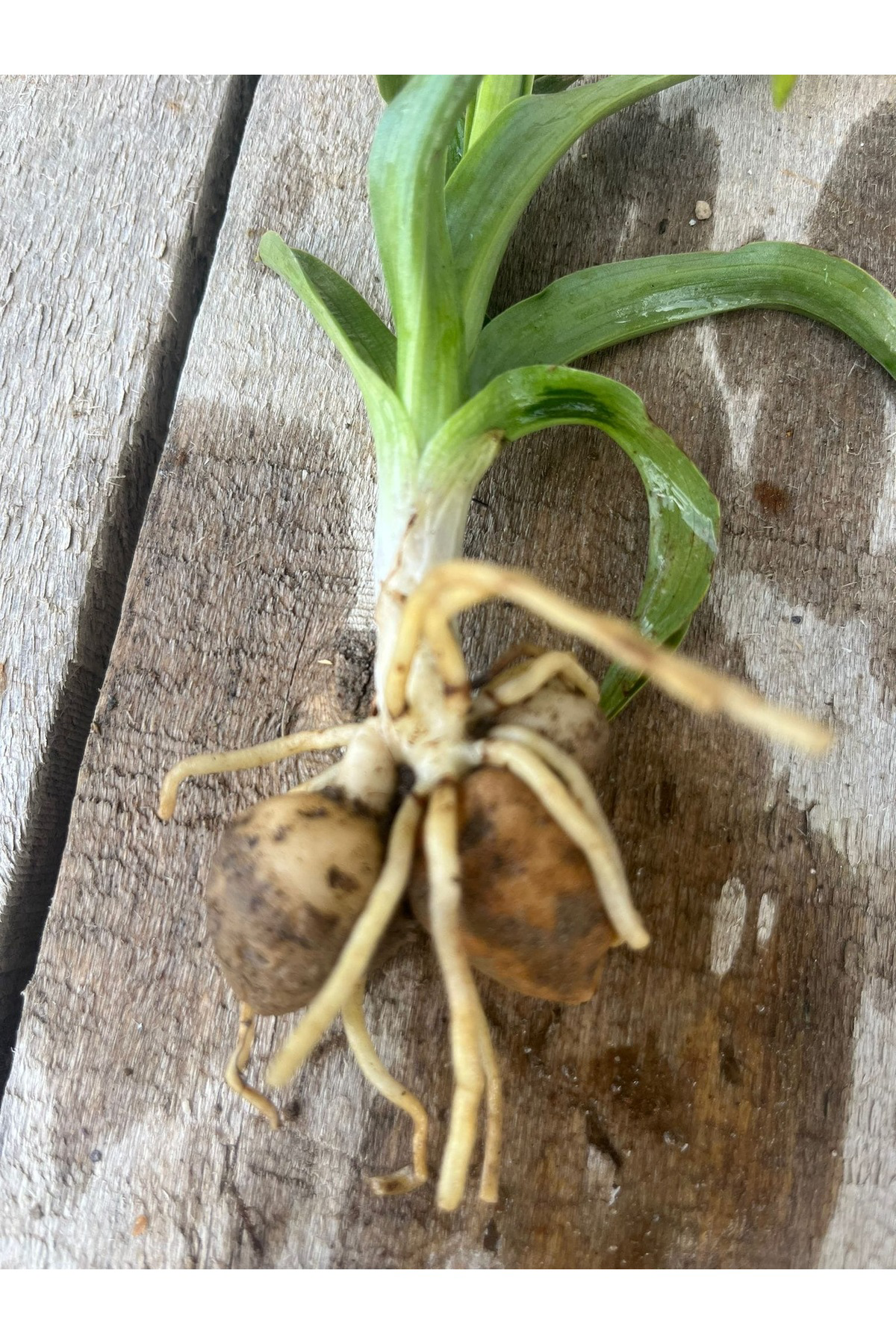 Salep Fidesi 55 Adet