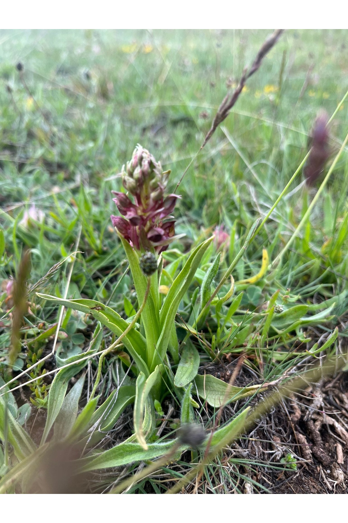 Salep Fidesi 55 Adet