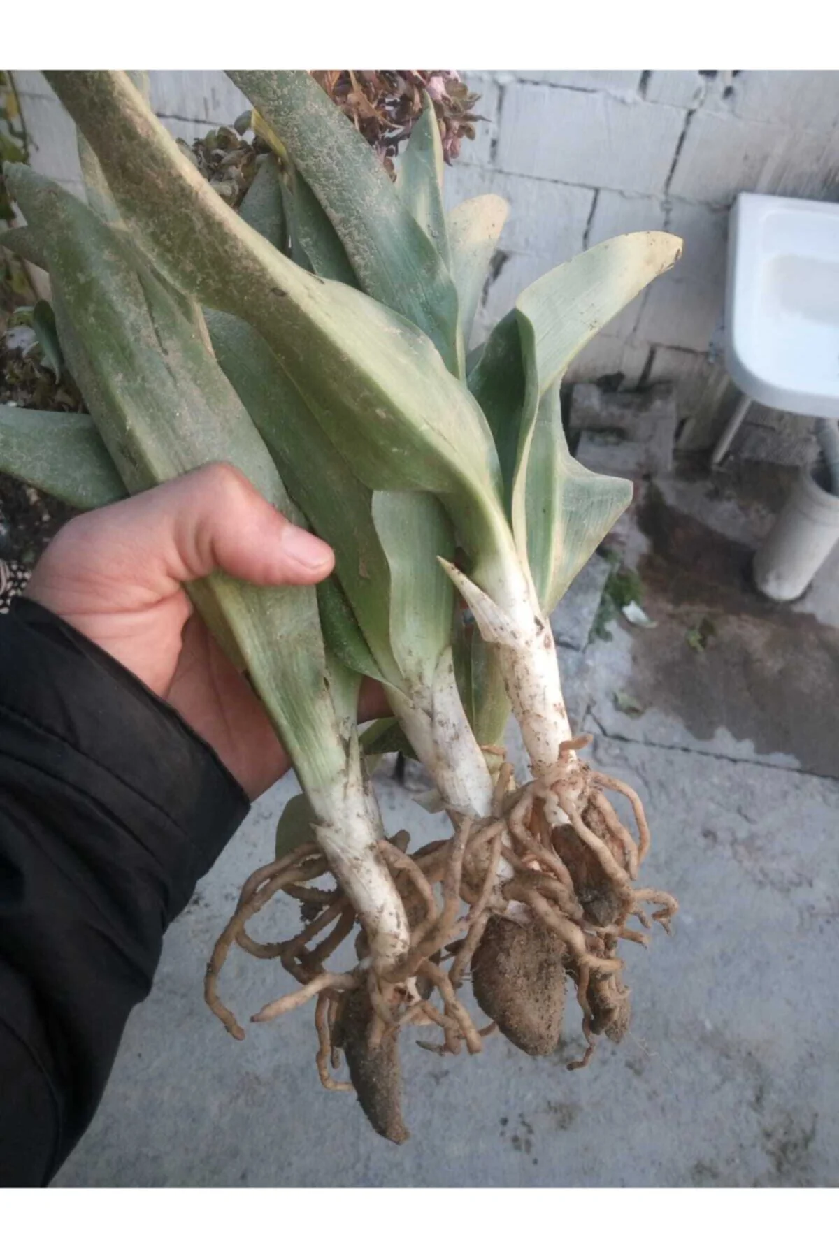 Salep Fidesi 55 Adet Orkide Orchis Serapias Arılı Sahlep