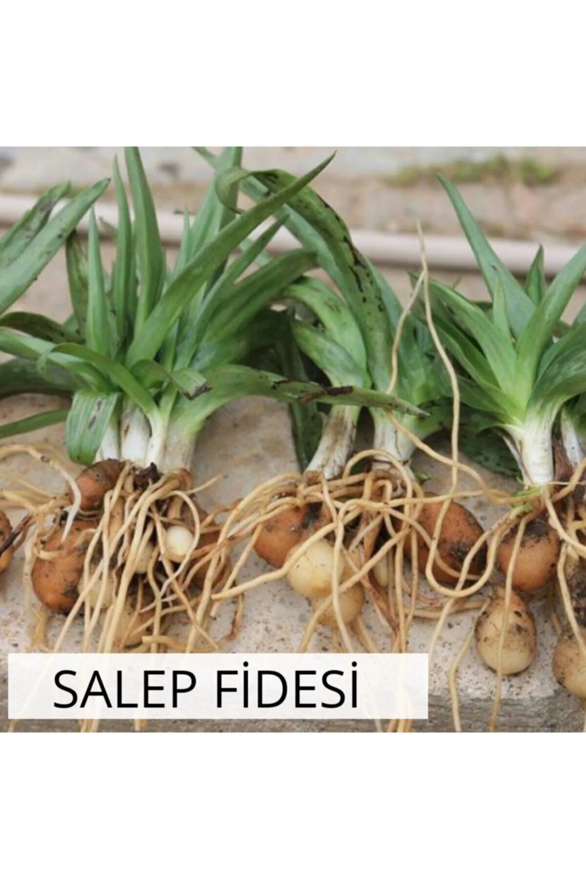 Salep Fidesi 55 Adet Orkide Orchis Serapias Şalep Sahlep