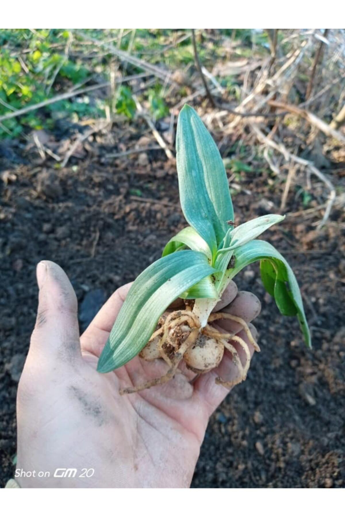 Salep Fidesi 55 Adet Orkide Sahlep Orkide Orchis Salep Fidesi 55 Adet Orkide Sahlep Orkide Orchis