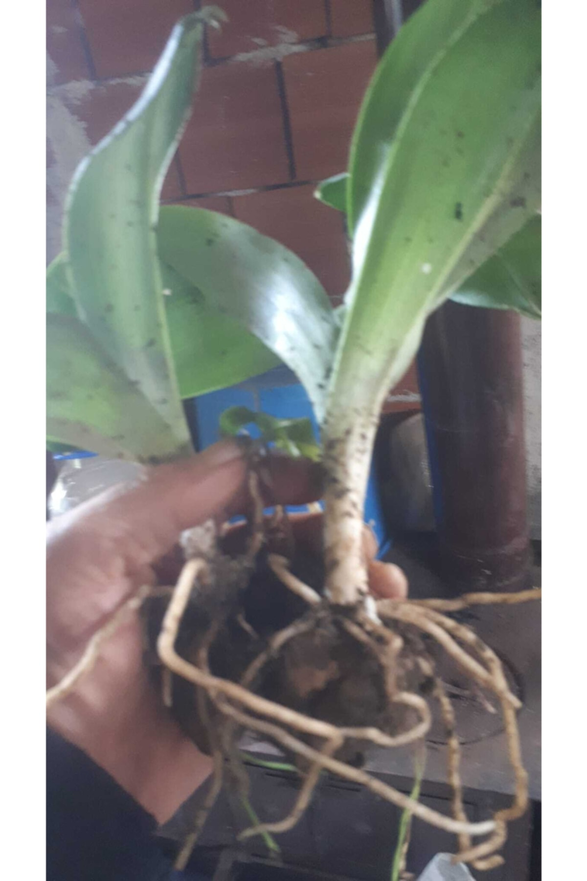 Salep Fidesi 55 Adet Orkide Orchis Serapias Şalep Sahlep