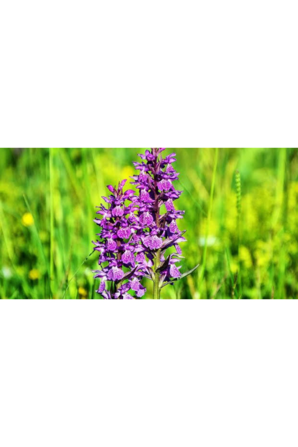 Salep Fidesi 55 Adet Orkide Orchis Serapias Şalep Sahlep