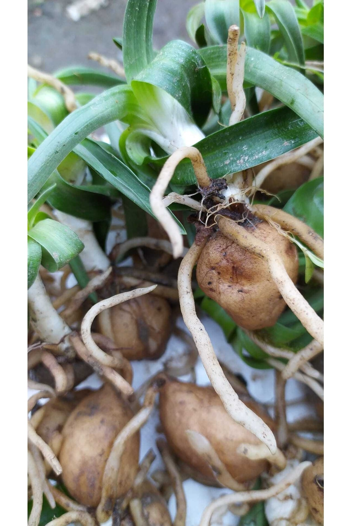 Salep Fidesi Orchis Sancta 25 Adet