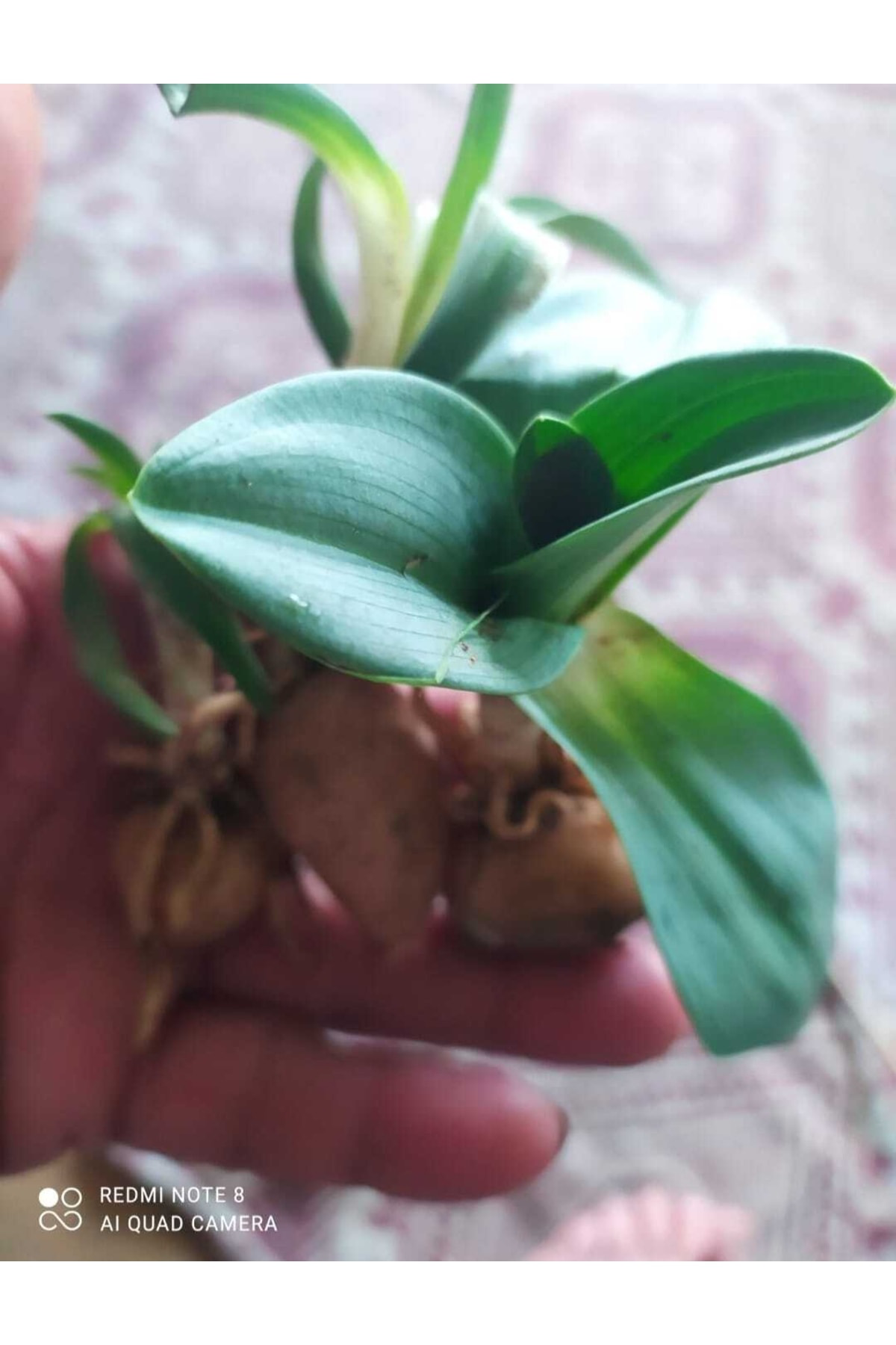 Salep Fidesi Orchis Sancta 50 Adet