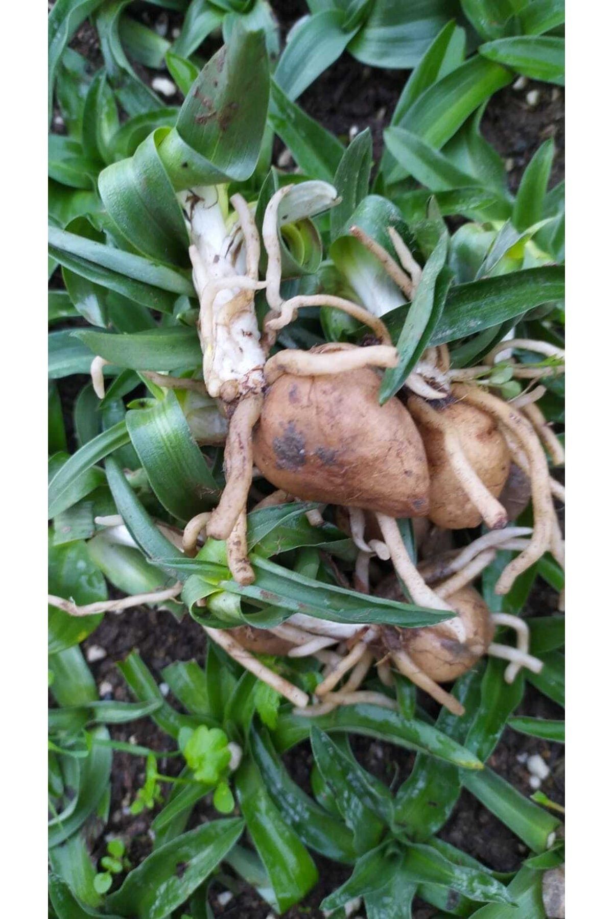 Salep Fidesi Orchis Sancta 100 Adet