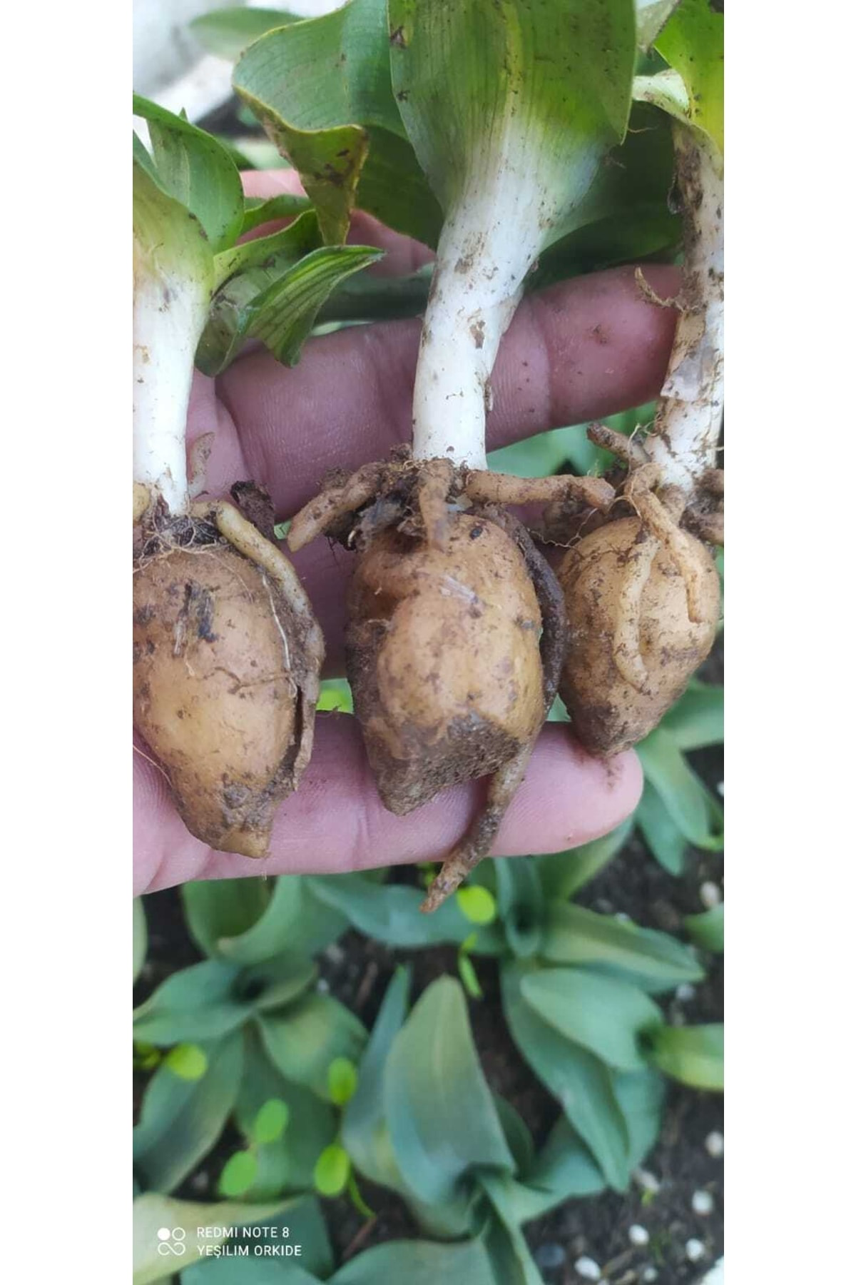 Salep Fidesi Orchis Sancta 25 Adet