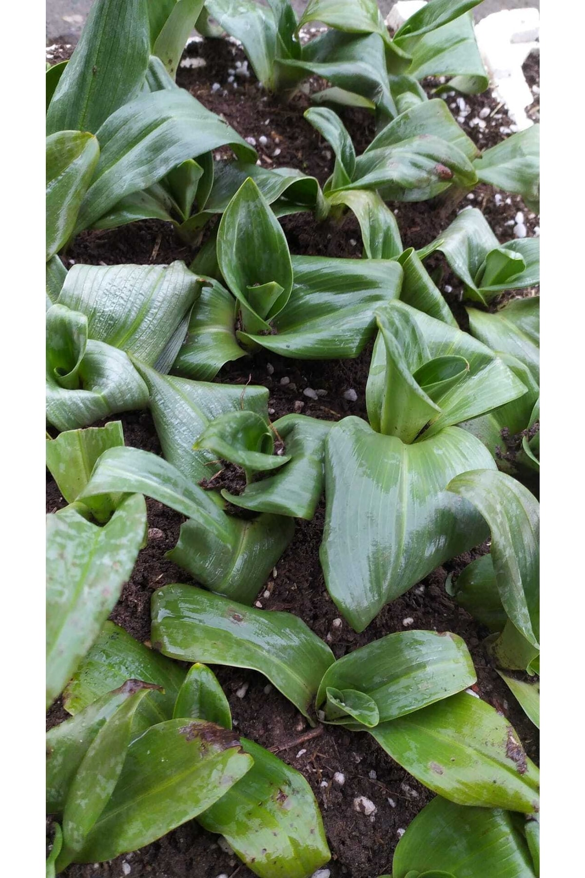 Salep Fidesi Orchis Sancta 50 Adet