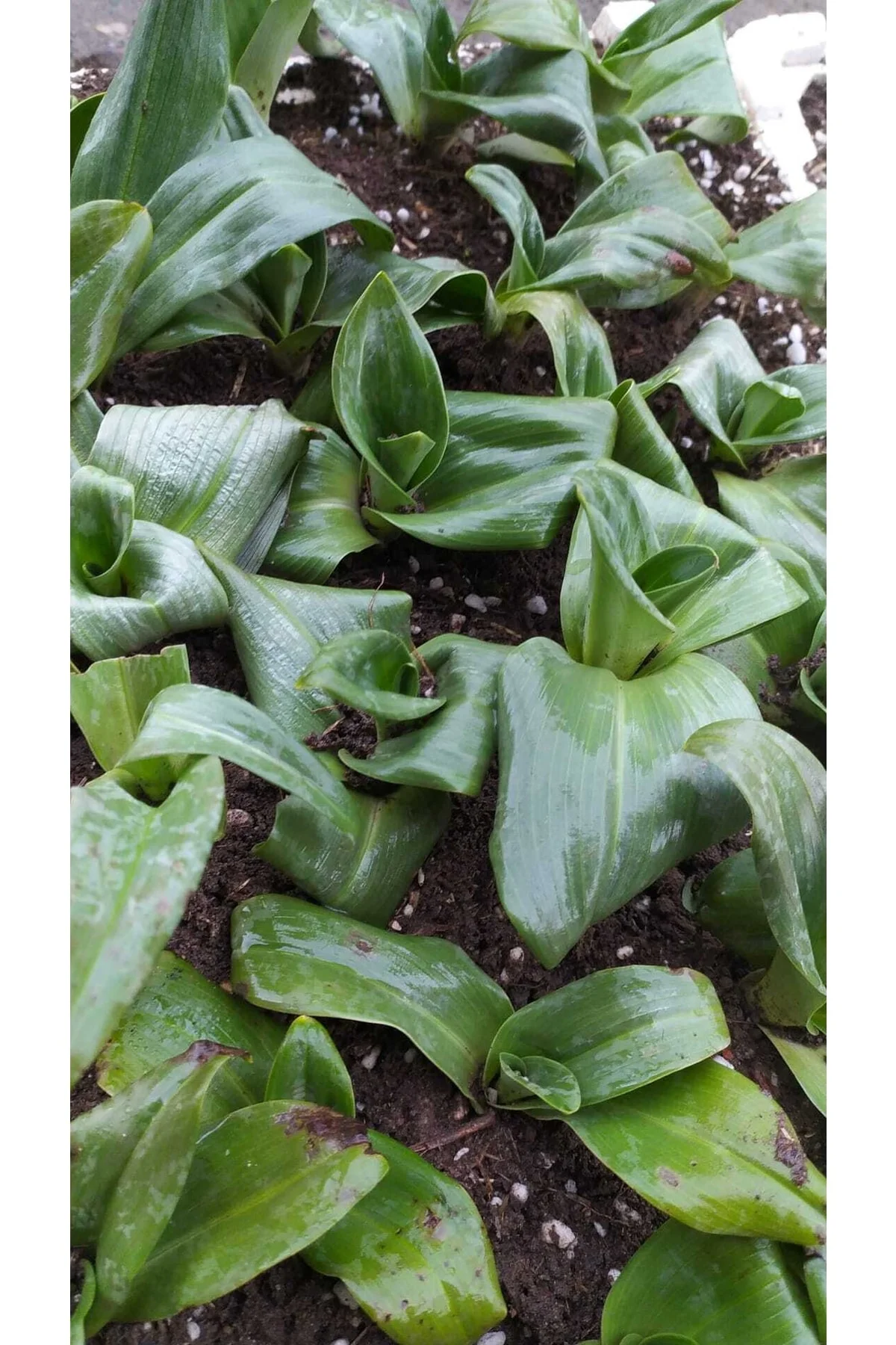 Salep Fidesi Orchis Sancta 50 Adet Salep Fidesi Orchis Sancta 50 Adet