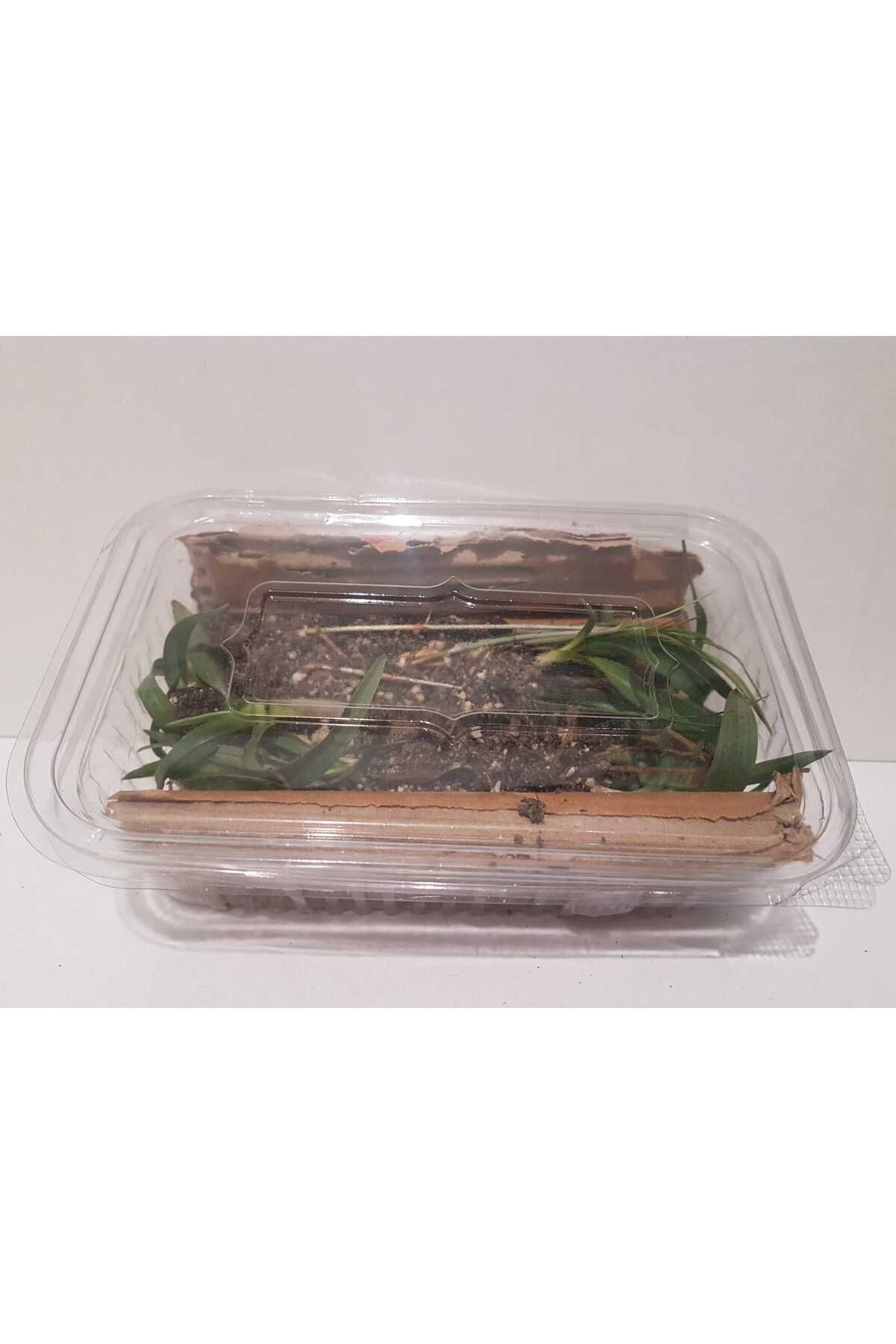 Siyez Çiftliği Salep Fidesi Tohumu 15Ad.(Samsun Üretimi) Safran Soğanı (Yerli) 5