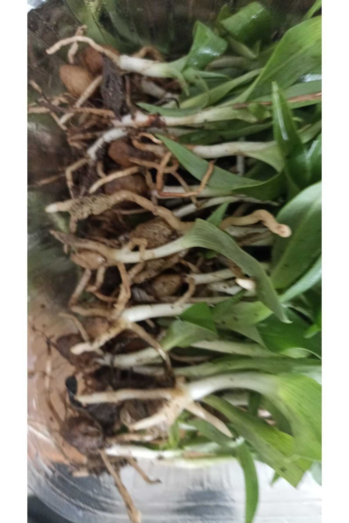 Salep Fidesi, Tohumu, Yıkanmamış, Dikime Hazır (50 ADET) Salep Yu