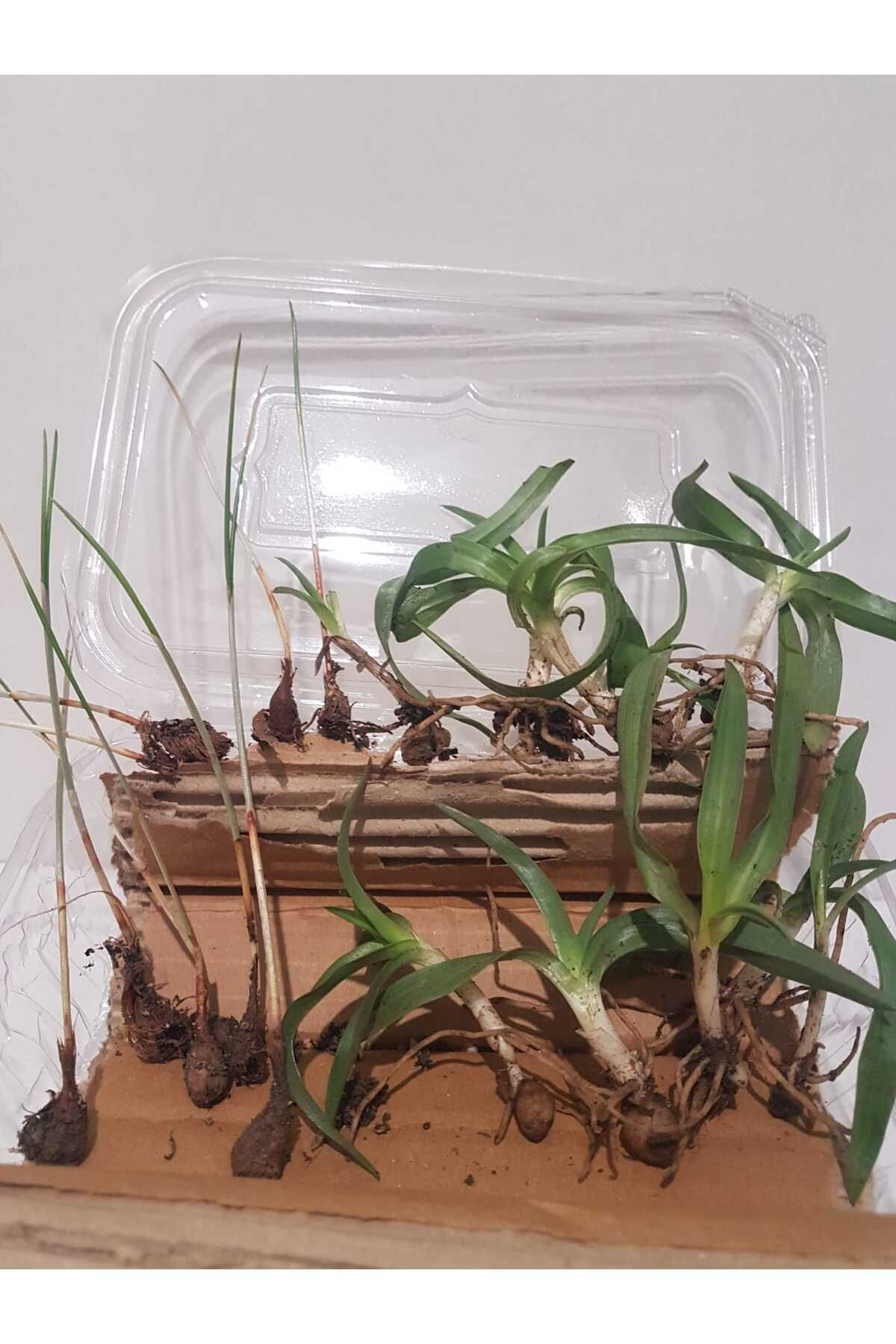 Siyez Çiftliği Salep Fidesi Tohumu 15Ad.(Samsun Üretimi) Safran Soğanı (Yerli) 5