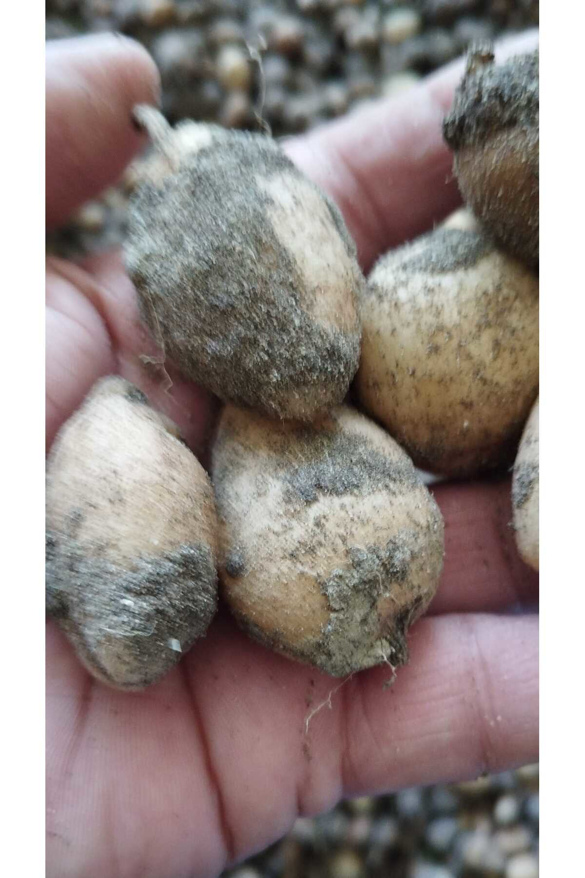 Salep Fidesi, Tohumu, Yıkanmamış, Dikime Hazır (100 ADET)