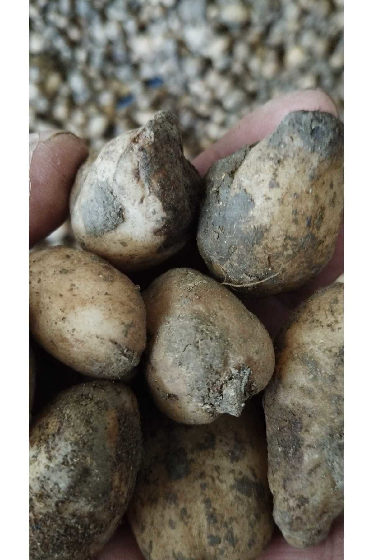 Salep Fidesi, Tohumu, Yıkanmamış, Dikime Hazır (100 ADET)