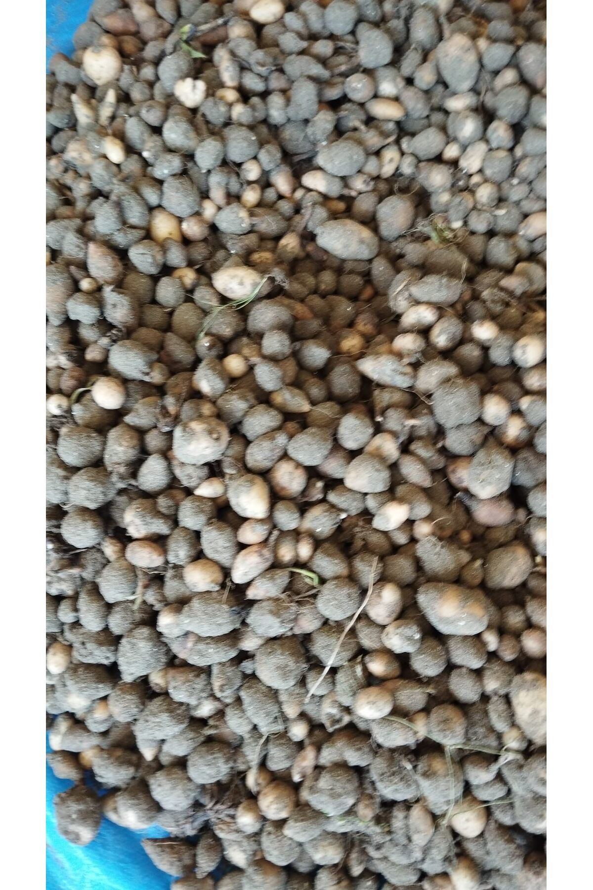 Salep Fidesi, Tohumu, Yıkanmamış, Dikime Hazır (10 ADET)