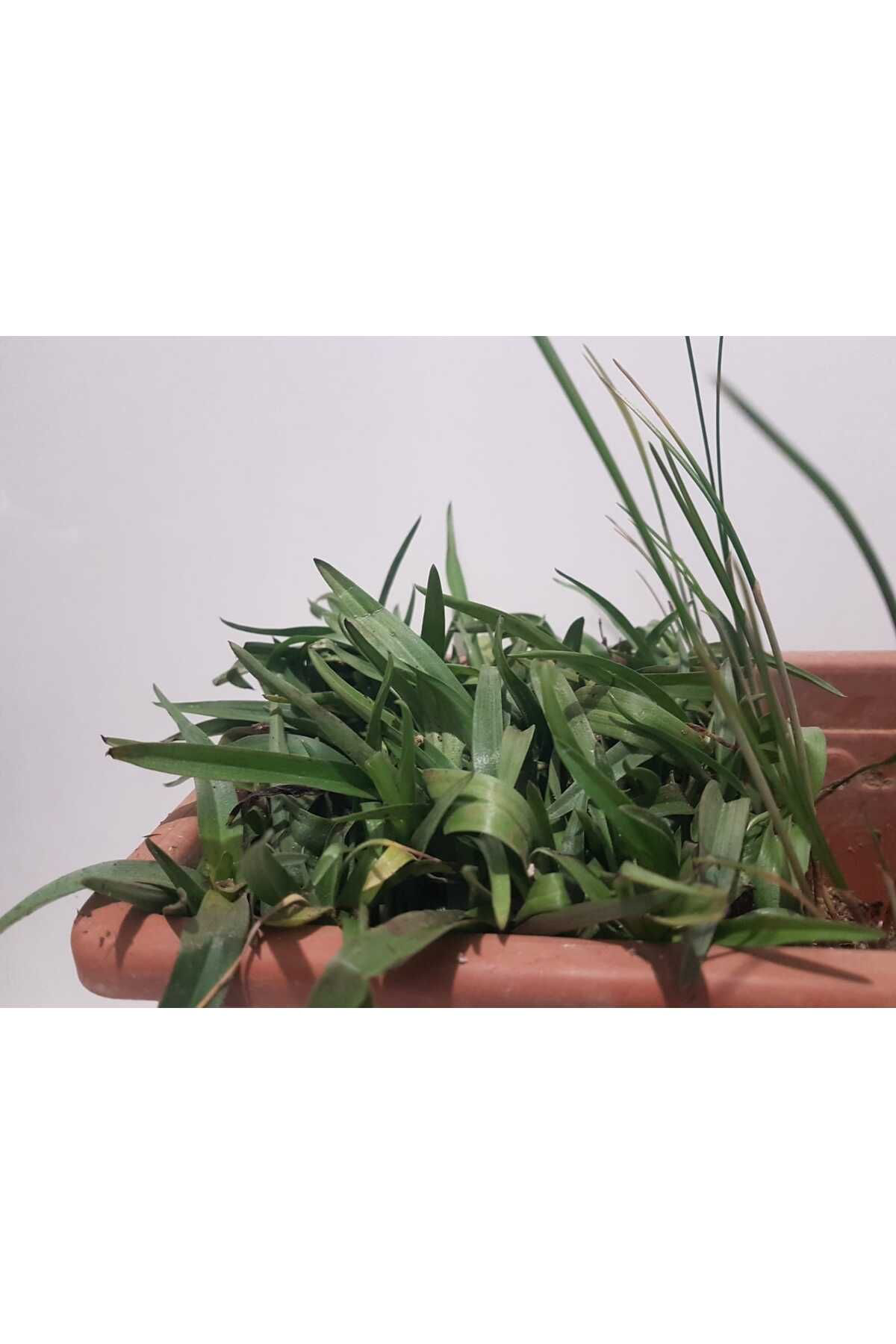 Siyez Çiftliği Salep Fidesi Tohumu 15Ad.(Samsun Üretimi) Safran Soğanı (Yerli) 5