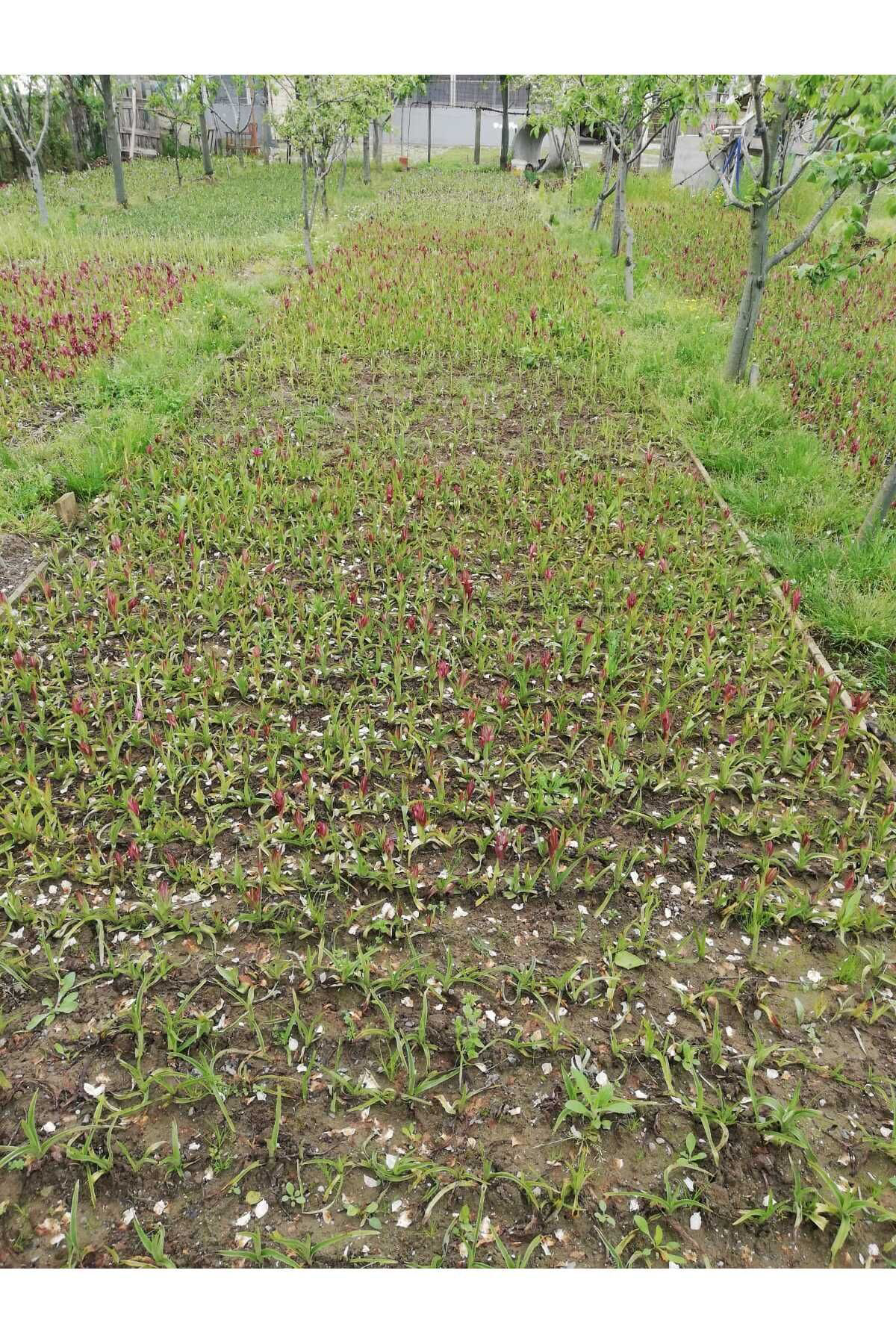 Uğur Yıldırım Salep Fidesi, Tohumu, Yıkanmamış, Dikime Hazır (100 Adet)