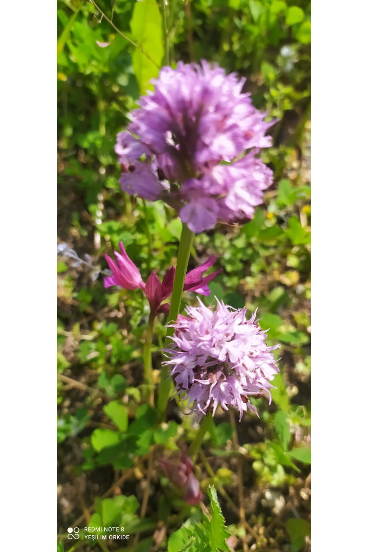 Zeysen Tropikal Salep Fidesi, Tohumu, Yıkanmamış, Dikime Hazır ( 10 Adet) Gida Am