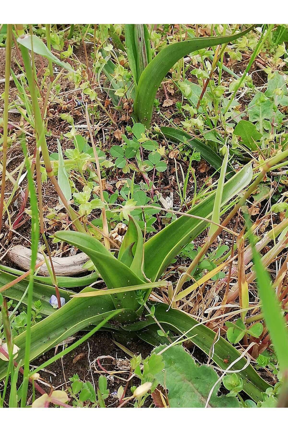 Uğur Yıldırım Salep Fidesi, Tohumu, Yıkanmamış, Dikime Hazır (100 Adet)