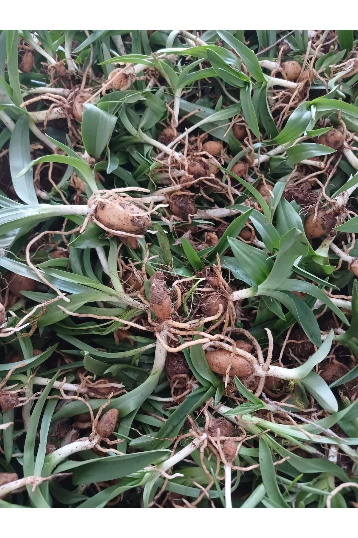 Uğur Yıldırım Salep Fidesi, Tohumu, Yıkanmamış, Dikime Hazır (100 Adet)