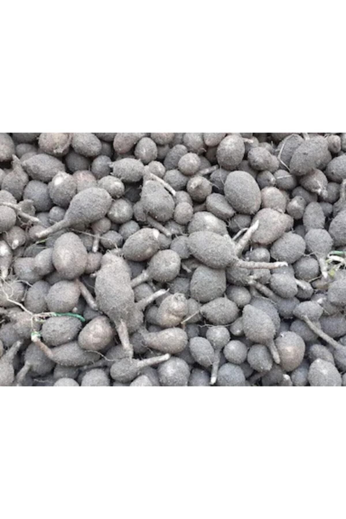 Pitronik Salep Fidesi, Tohumu, Gıda Amaçlı Yıkanmamış, Dikime Hazır (10 Ad