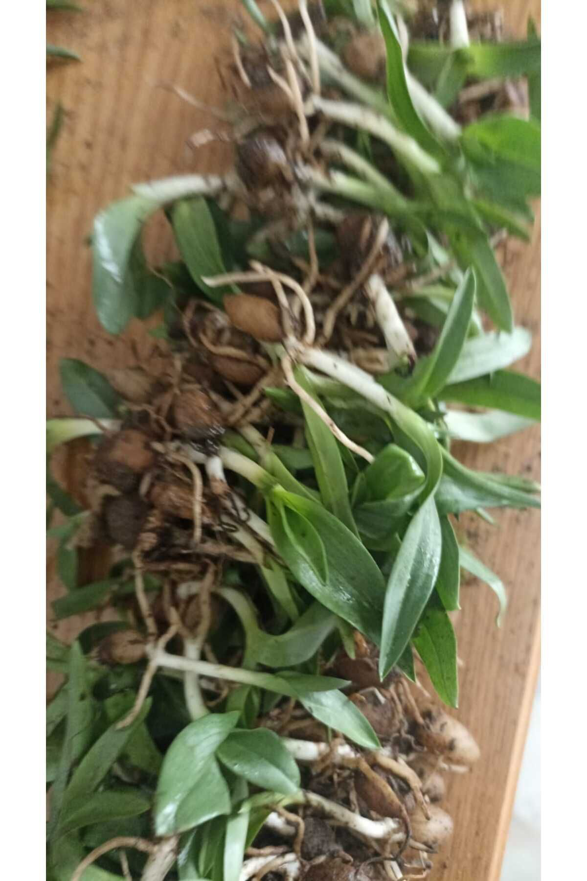 Zeysen Tropikal Salep Fidesi, Tohumu, Yıkanmamış, Dikime Hazır (50 Adet) Salep Yu