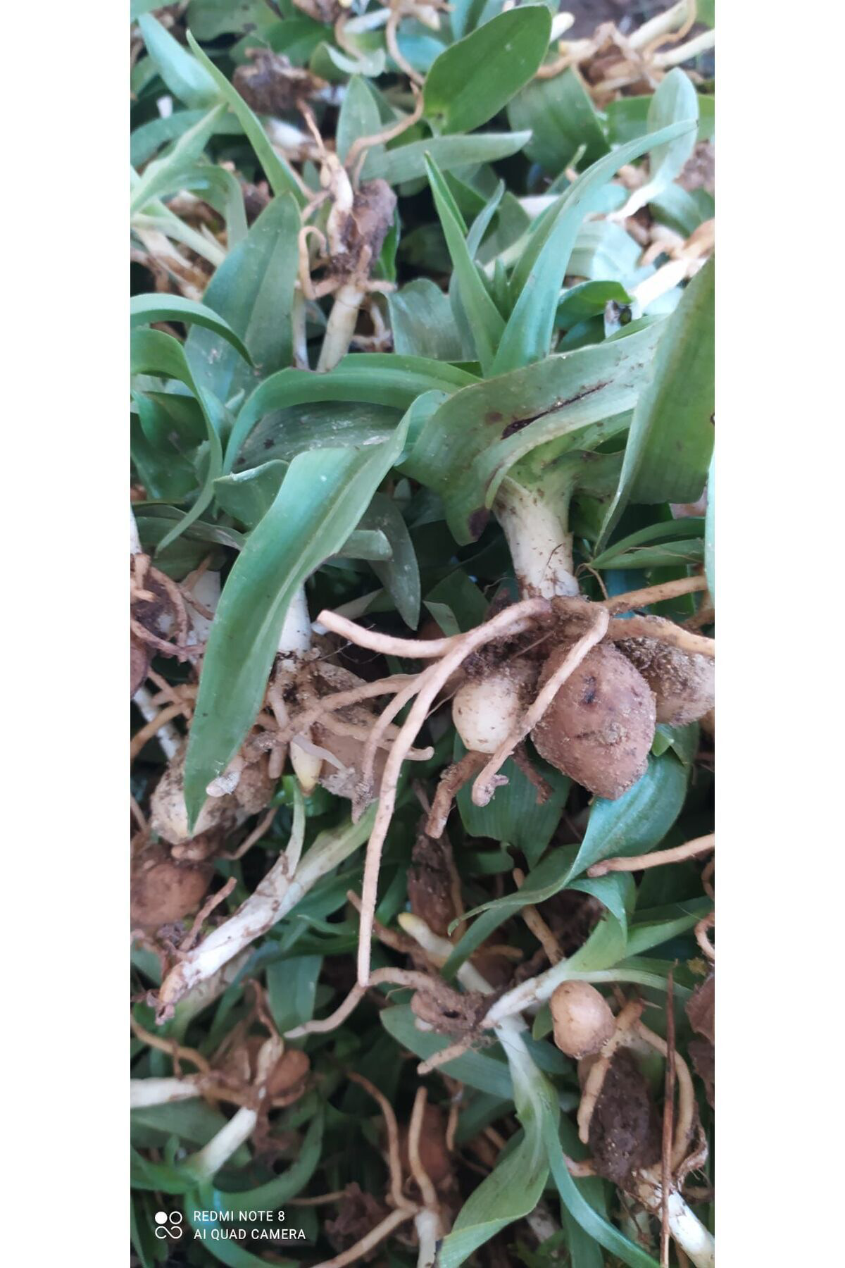 Salep Fidesi, Tohumu, Yıkanmamış, Dikime Hazır (10 ADET)