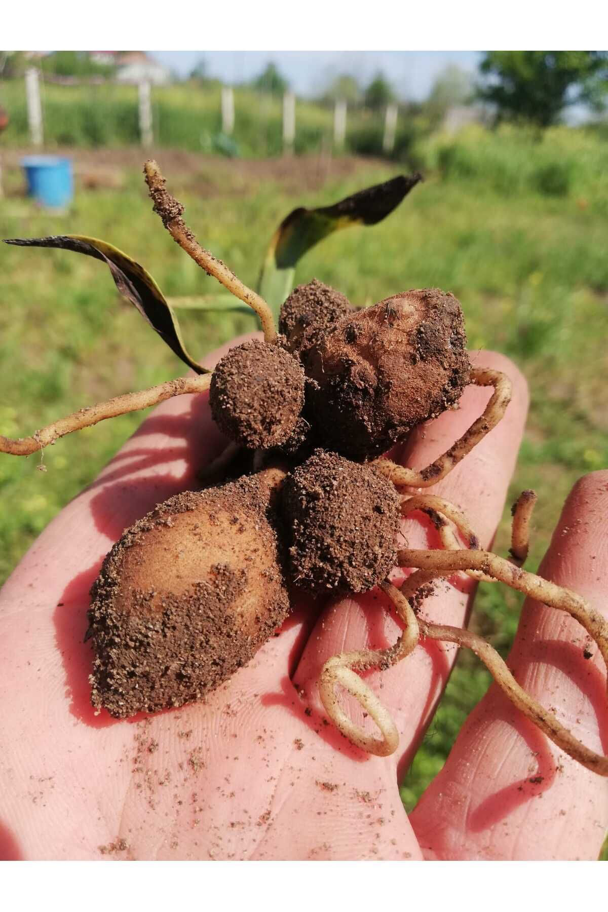 Uğur Yıldırım Salep Fidesi, Tohumu, Yıkanmamış, Dikime Hazır (100 Adet)