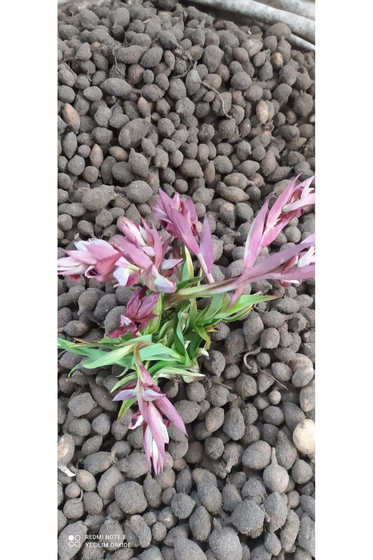 Zeysen Tropikal Salep Fidesi, Tohumu, Yıkanmamış, Dikime Hazır ( 10 Adet) Gida Am