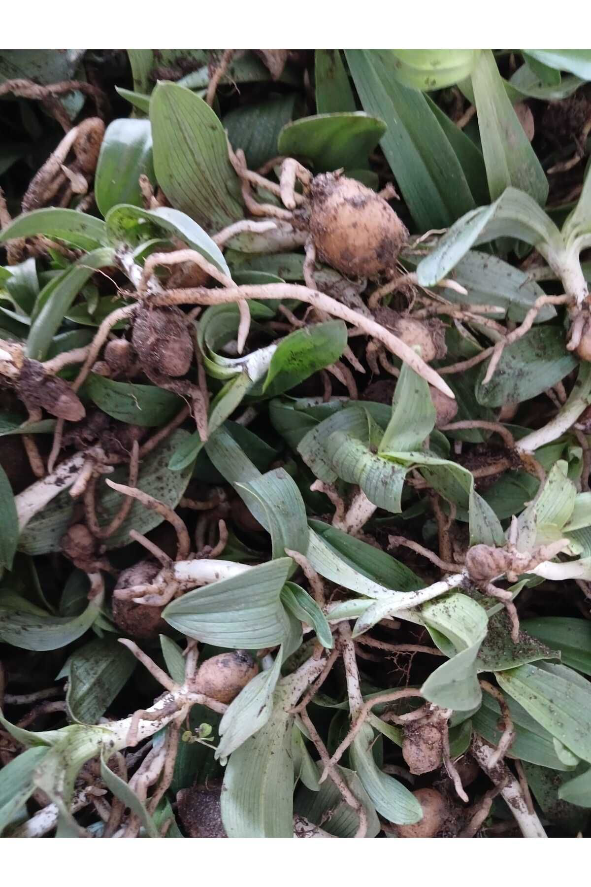 Uğur Yıldırım Salep Fidesi, Tohumu, Yıkanmamış, Dikime Hazır (100 Adet)