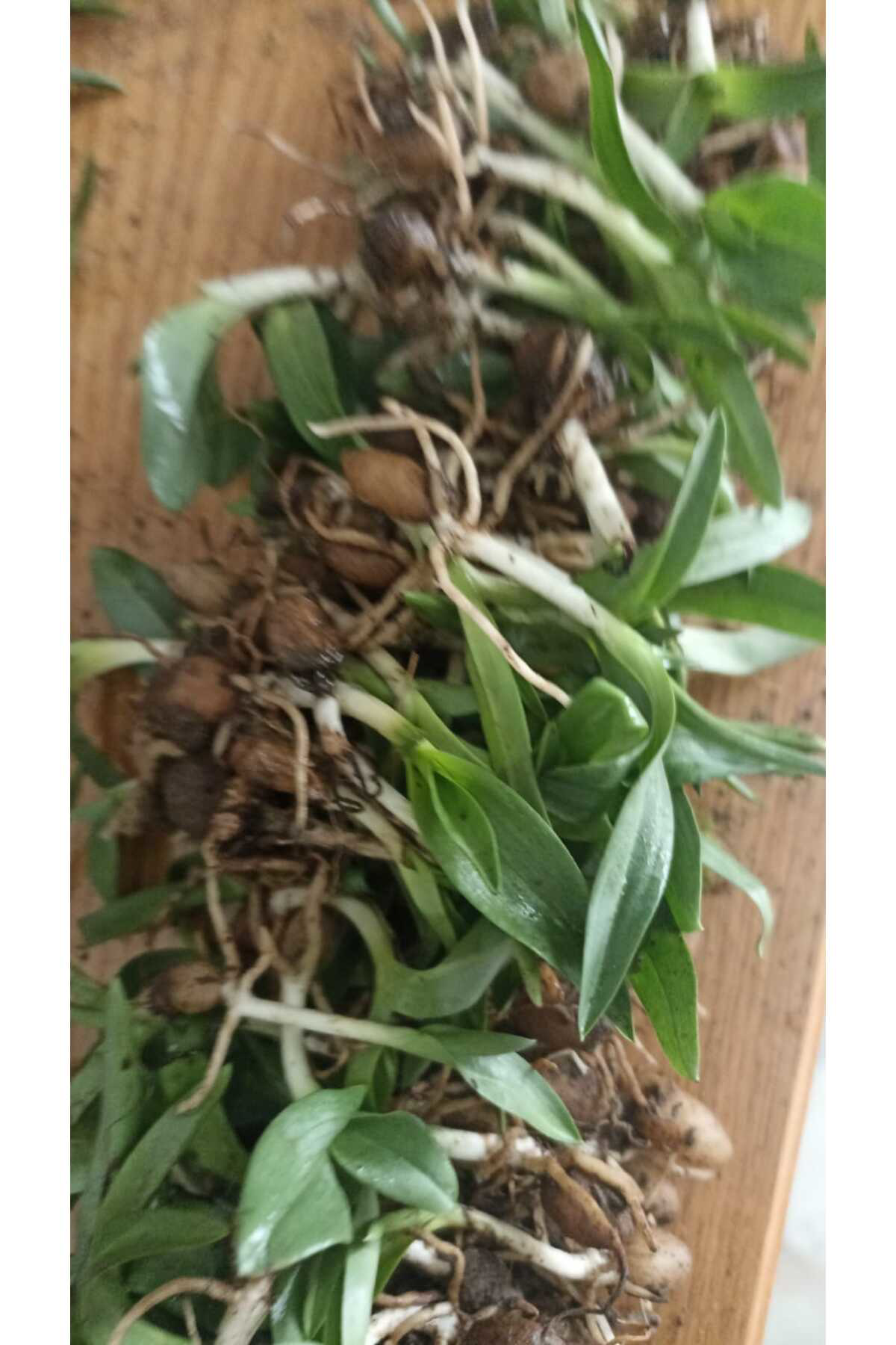 Zeysen Tropikal Salep Fidesi, Tohumu, Yıkanmamış, Dikime Hazır (10 Adet)