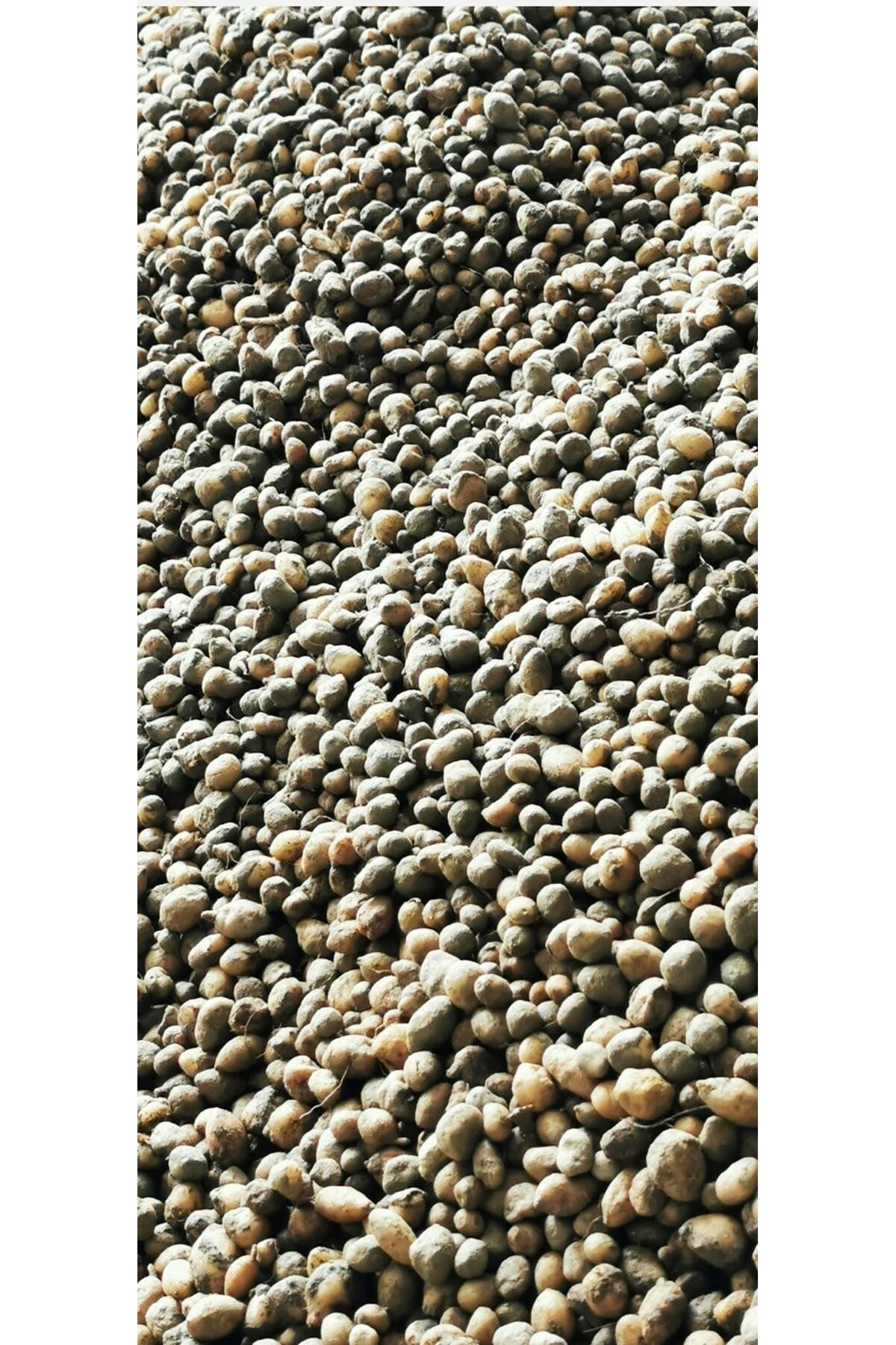 Salep Fidesi, Tohumu, Yıkanmamış, Dikime Hazır YUMRU (10 ADET)