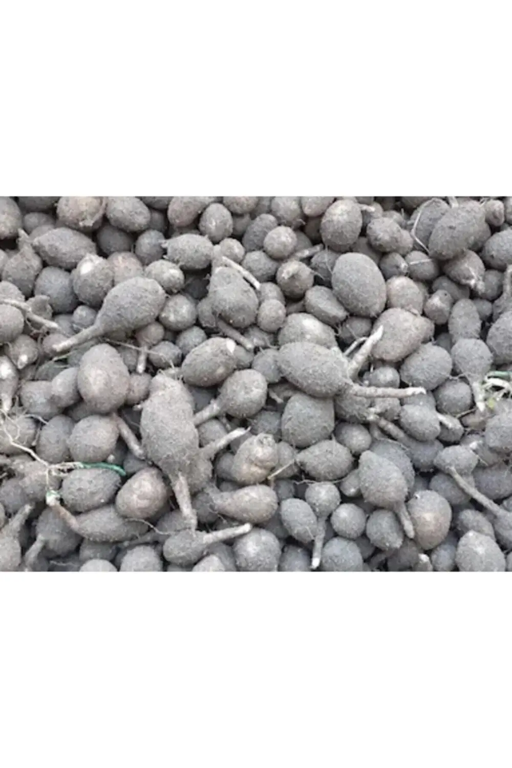 Salep Fidesi, Tohumu, Gıda Amaçlı Yıkanmamış, Dikime Hazır (10 AD