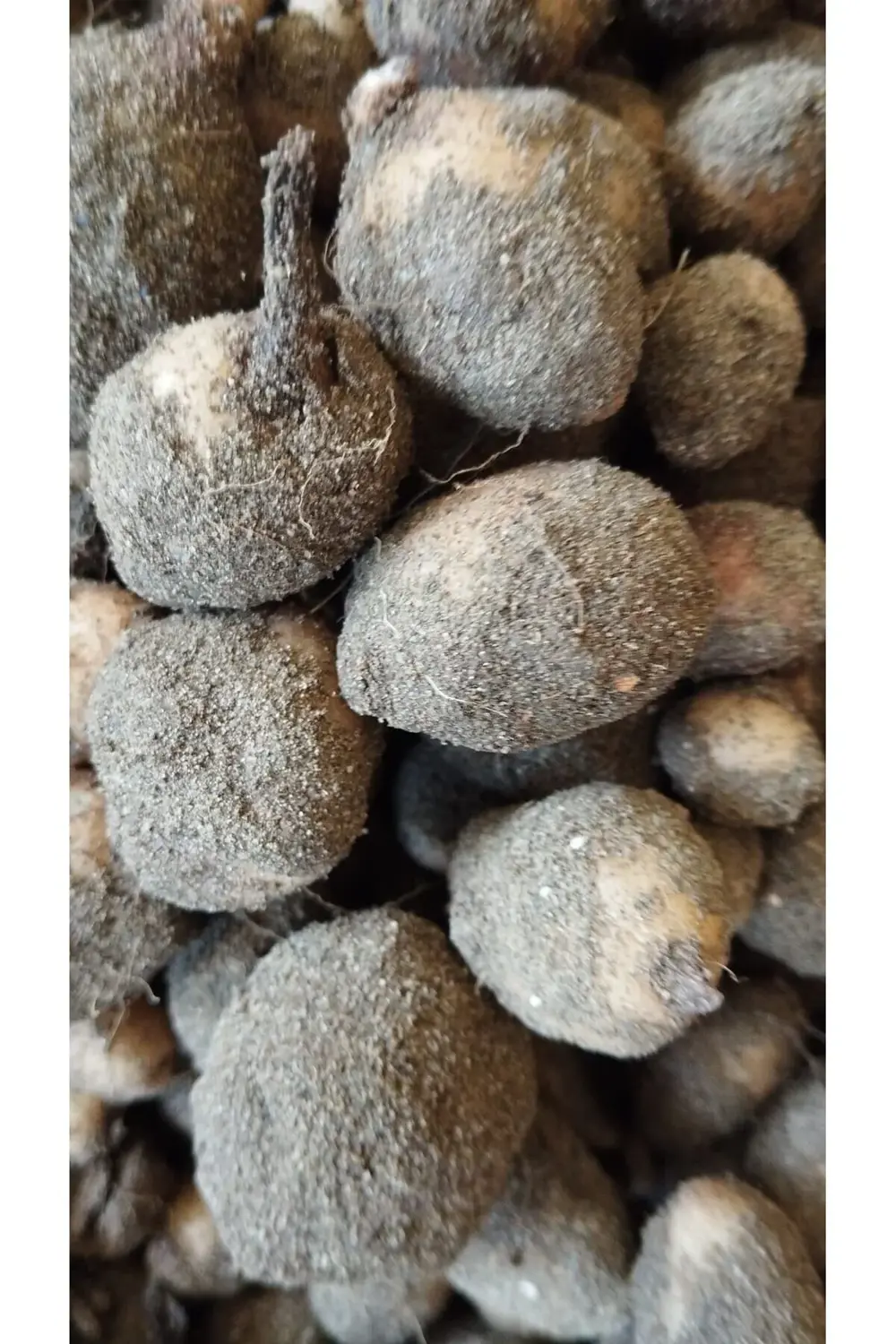 Salep Fidesi, Tohumu, Yıkanmamış, Dikime Hazır (10 ADET)