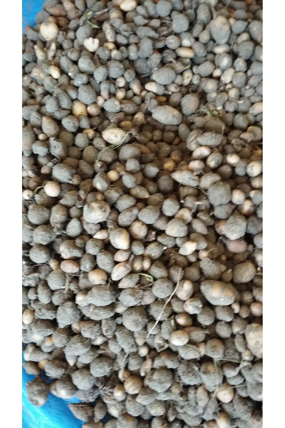 Salep Fidesi, Tohumu, Yıkanmamış, Dikime Hazır (10 ADET)