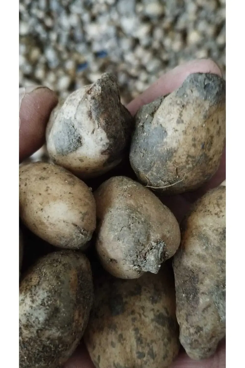 Salep Fidesi, Tohumu, Yıkanmamış, Dikime Hazır (100 ADET)