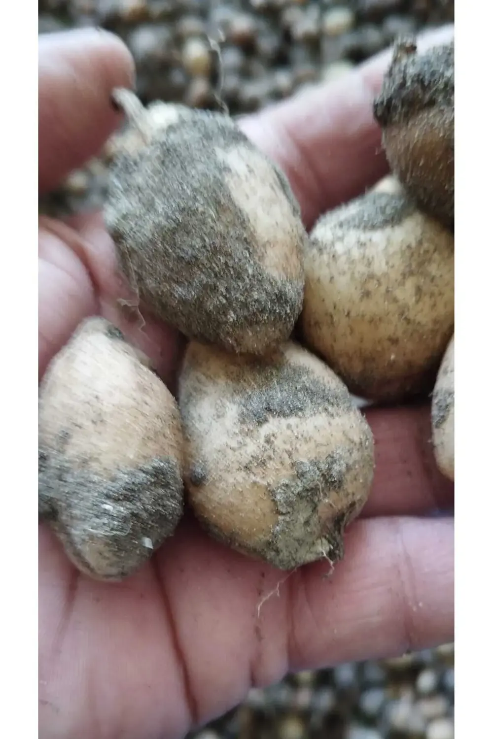Salep Fidesi, Tohumu, Yıkanmamış, Dikime Hazır (20 ADET)