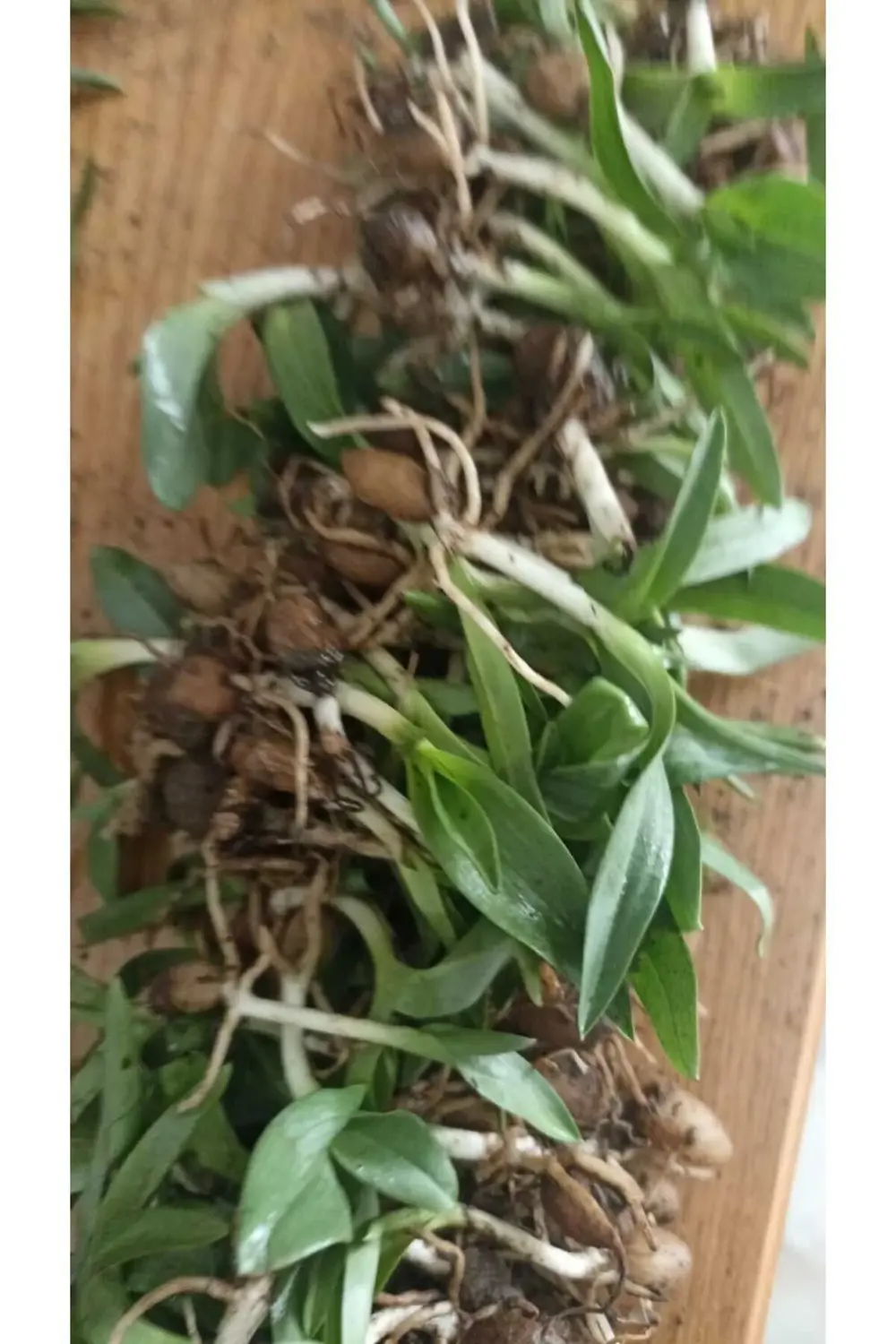 Salep Fidesi, Tohumu, Yıkanmamış, Dikime Hazır (50 ADET) Salep Yu