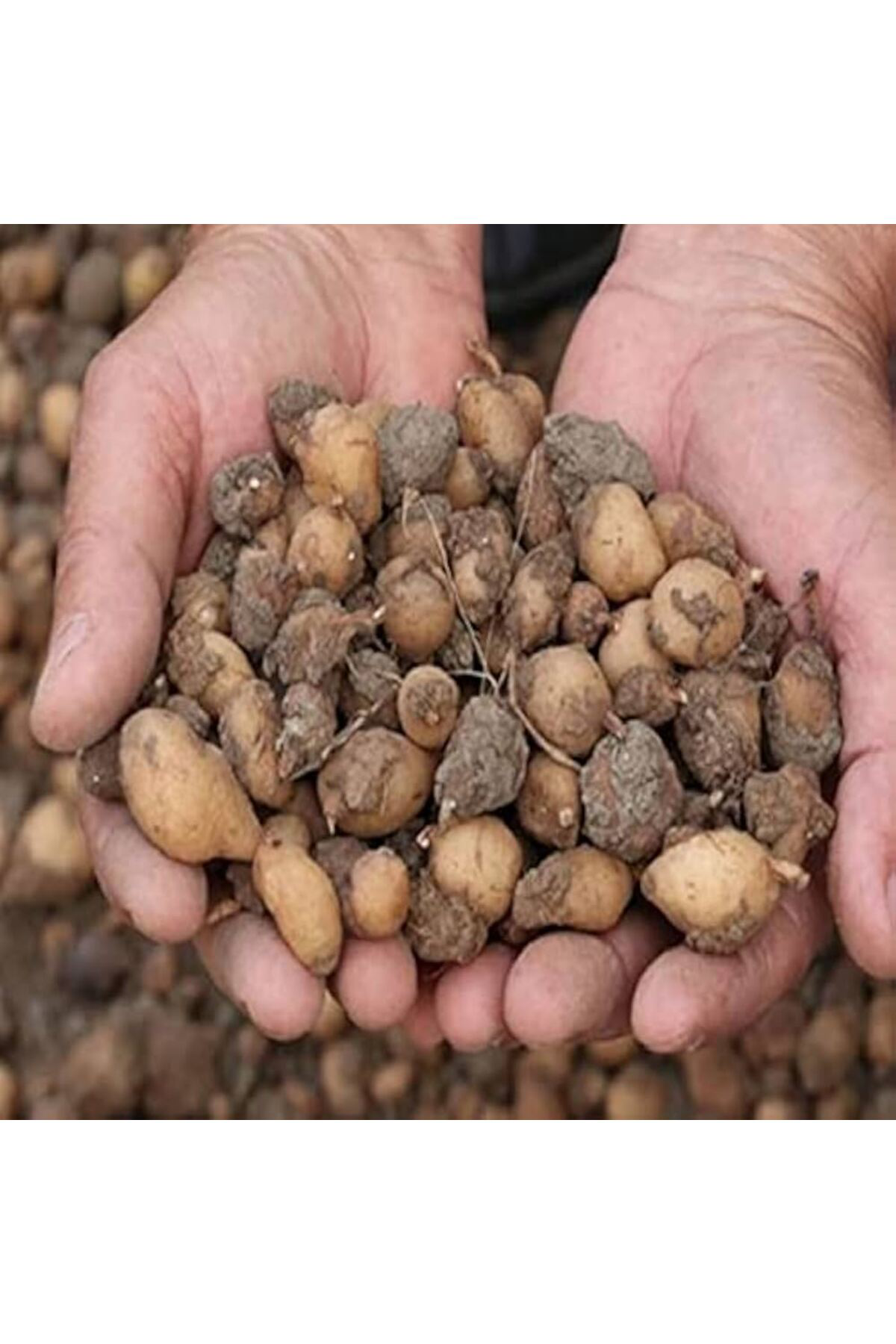 Salep Fidesi Yumrusu 55 Adet Orkide Orchis Serapias Sahlep Yumru