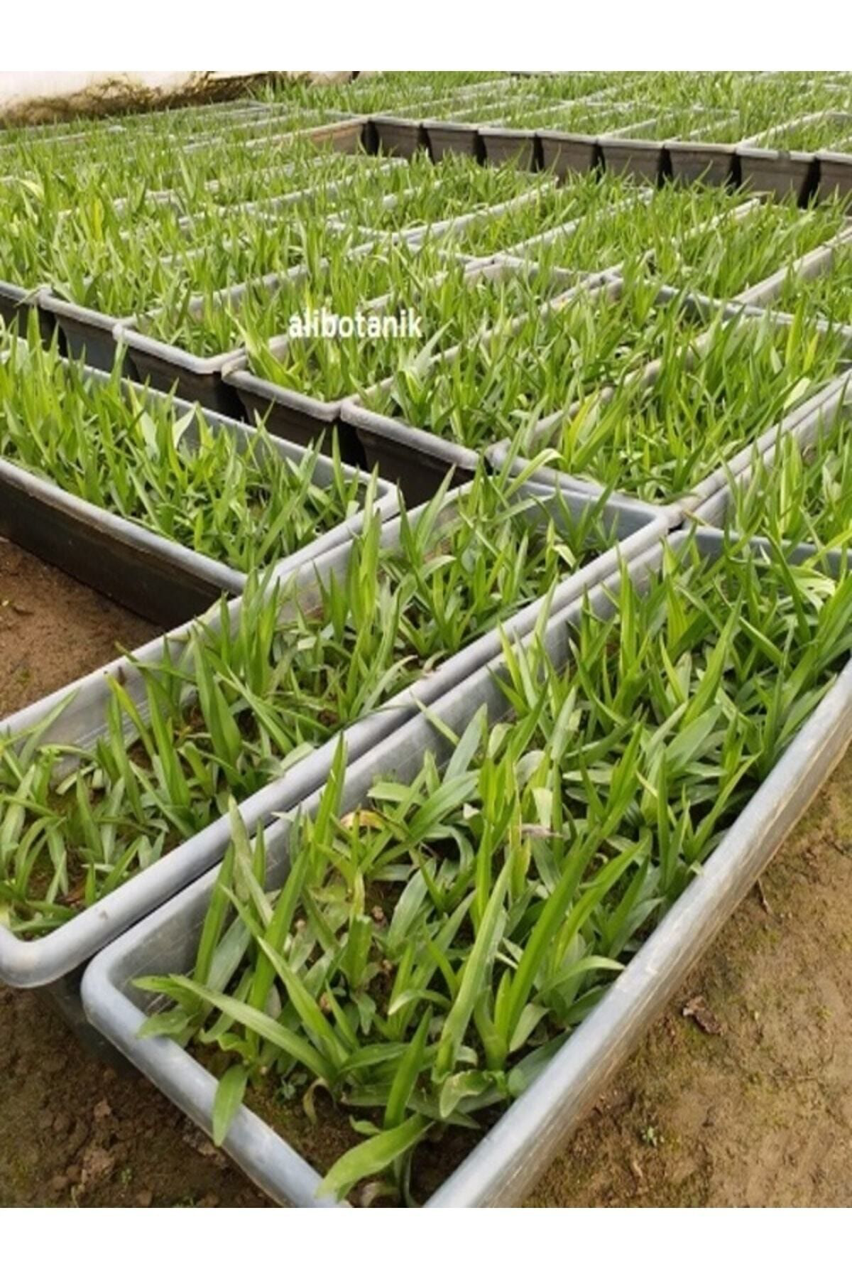 Salep Fidesi Yumrusu 55 Adet Orkide Orchis Serapias Sahlep Yumru