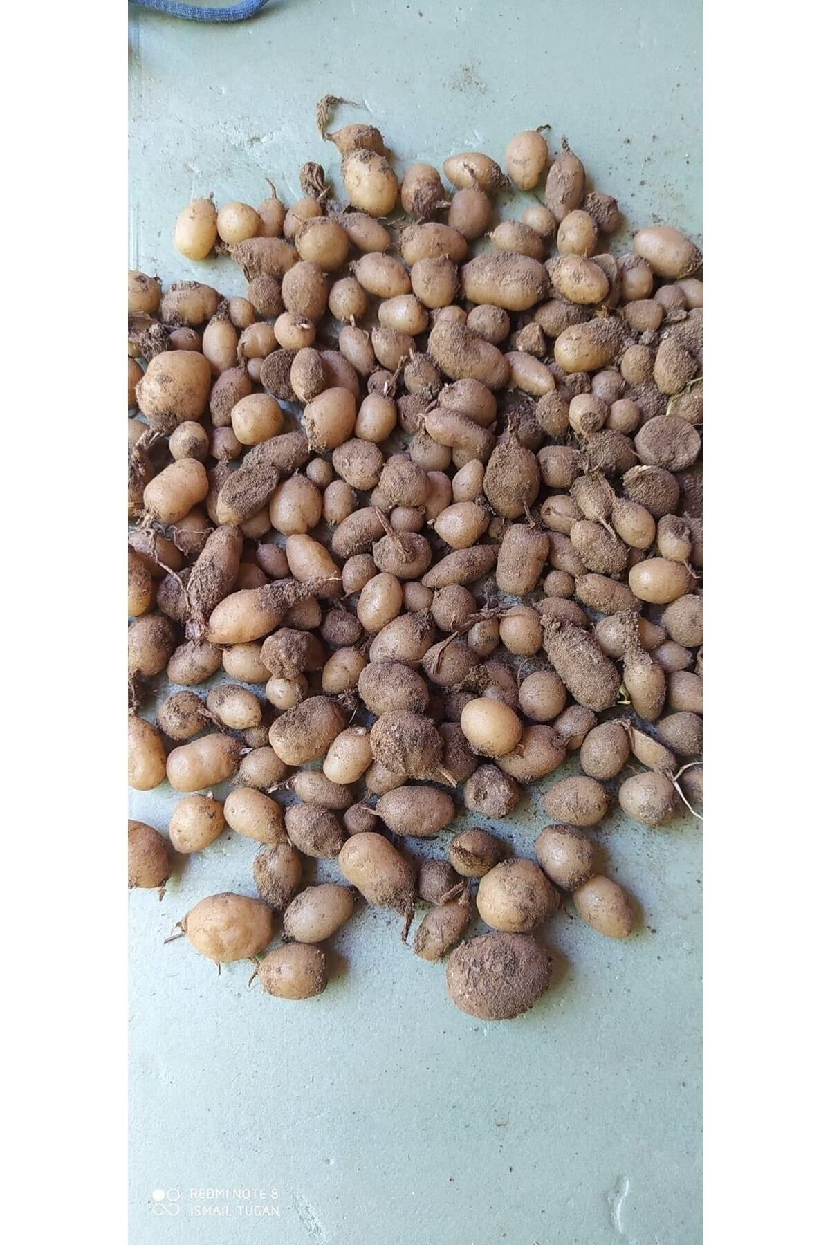Salep Fidesi & Yumrusu Serapies 3 Kg