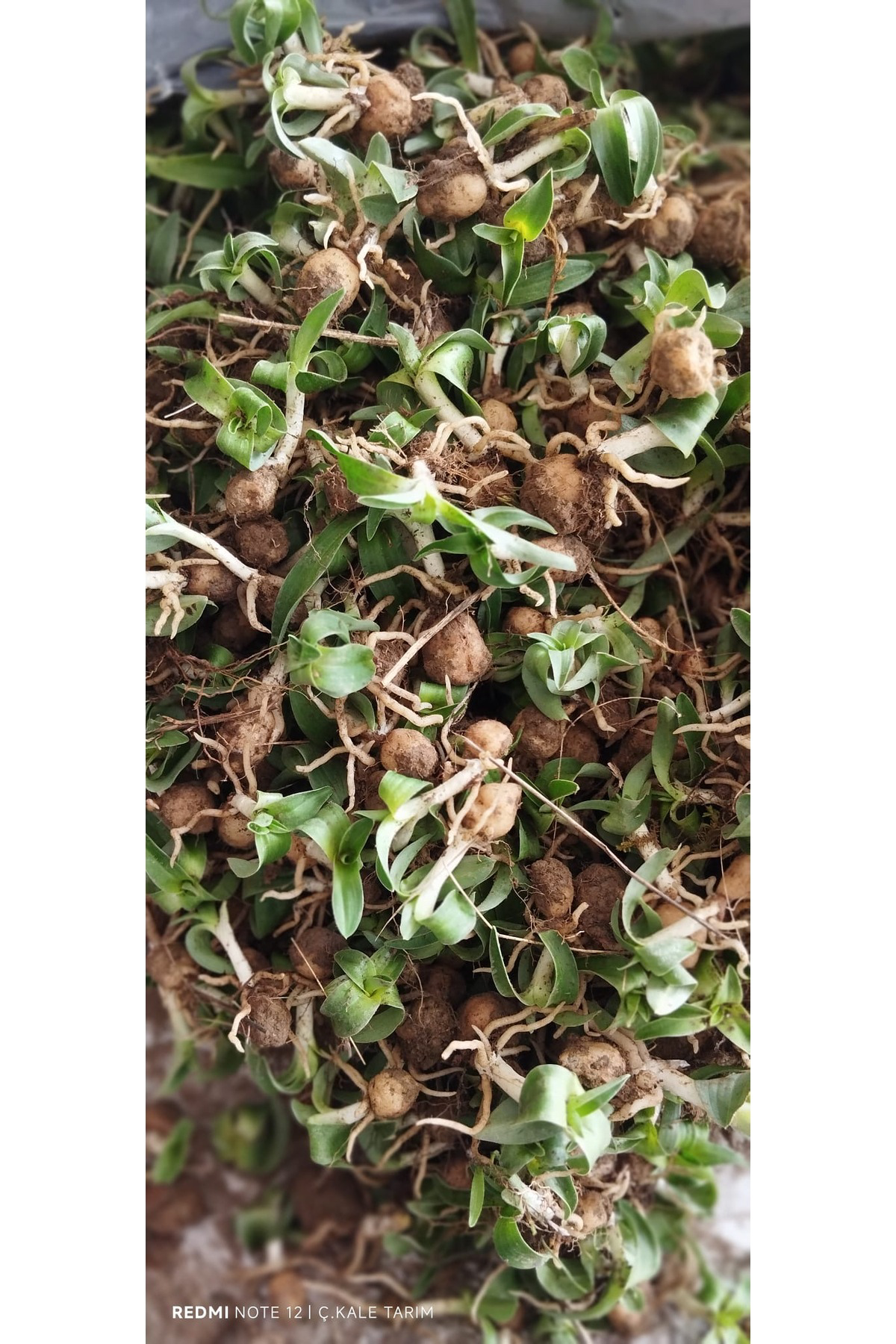 Salep Fidesi & Yumrusu Serapies 3 Kg